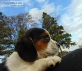 BEAGLE PUPPIES - Vet Checked Vaccinated Puppy Kit