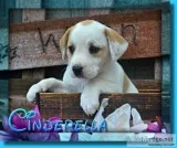 Cinderella Female English Bulldog Mix