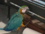 Mature Blue and Gold Macaw
