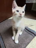 Caregiver for My Cat