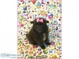 Pomeranian- Lulu- Female