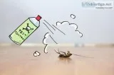 How to Get Rid of funnel Ants With Active Pest