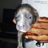 BLUE PITMASTIFF PUPPIES FOR SALE