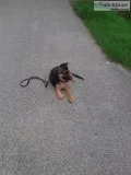 Dog obedience problem-solving and more