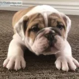 AKC English Bulldog pup