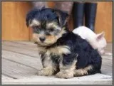 Home Trained Yorkie Puppies For Sale