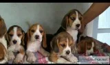 Tricolour beagle male n female pups