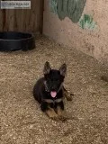 Purebred German Shepherds