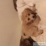 Toy teacup poodlle puppy