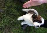 male saint bernard pup for re-homing