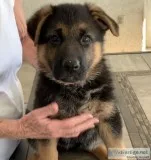 AKC German Shepherd Puppies