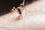 Stop Malaria Now with Zapout &ndashThe Latest Bug Zapper of 2019