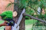 Emergency Tree Removal Service Atlanta Georgia