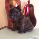 Bulldogs available