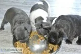 Frenchie home puppies