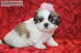 Shihtzu puppies