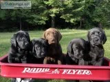 AKC Labrador Puppies