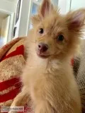 Female toy Pomeranian
