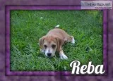 Reba Female Mountain Cur Mix