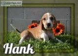 Hank Male Mountain Cur Mix