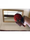 Gtdfysg MaleandFemale Eclectus Birds Hand reared red sided