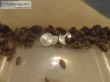 Black soldier fly larvae Mealworms Dubias