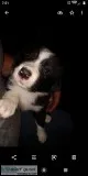 Australian Shepherd and border collie pups