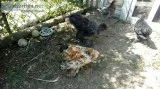 Young bantam roosters
