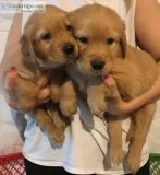 AKC Golden Retriever Puppies