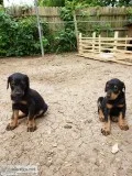 Doberman pinscher puppies