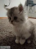 Persian kitten