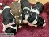 Springer Spaniel pups