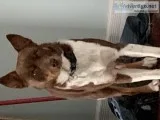 German ShepherdAustralia mix