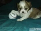 Maltese-shih Tzu puppies