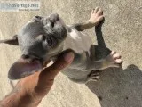 Blue and tan tri color female frenchie for sale