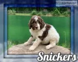 Snickers Male Standard Poodle