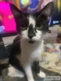 Loving cats and kittens needing a forever home
