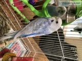 Female parakeet