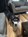 Siberian Husky