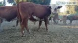 Hereford and Wagyu F1 bulls  cows and heifers