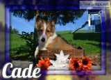 Cade Male Shetland Sheepdog
