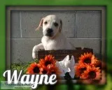 Wayne Male Mountain Cur Mix