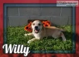 Willy Male Mountain Cur Mix