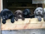 English Labrador puppies