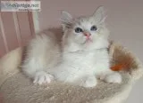 Two Ragdoll kittens