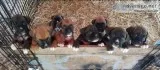 AKC registered boxer puppies