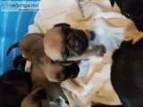 Jug puppies for sale.