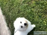 Male Bichon