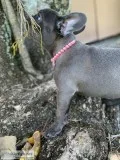 Blue french bulldog puppy akc