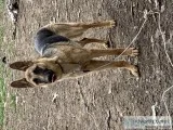 German Shepherd Puppy